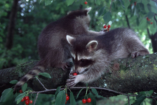 Junge Waschbaeren im Kirschbaum