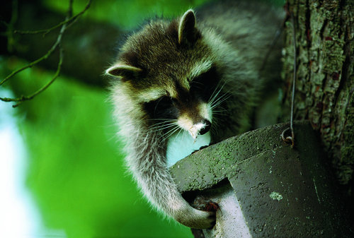 Waschbaer am Vogelkasten