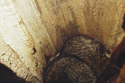 Zwei erwachsene Rüden liegen zusammen im hohlen Stamm einer Eiche