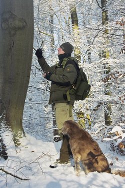 Telemetrisches Aufsuchen eines sendermarkierten Waschbaeren in seinem Winterquartier