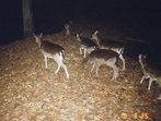 Damwild Wildkamera Projekt Waschbaer