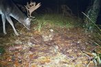 Damhirsch-Fotofallenbild "Projekt Waschbaer"