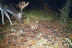 Damhirsch-Fotofallenbild "Projekt Waschbaer"