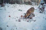 Fuchs-Fotofallenbild2 "Projekt Waschbaer"