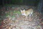 Fuchs-Fotofallenbild3 "Projekt Waschbaer"