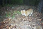 Fuchs-Fotofallenbild3 "Projekt Waschbaer"