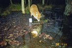 Fuchs1-Fotofallenbild "Projekt Waschbaer"