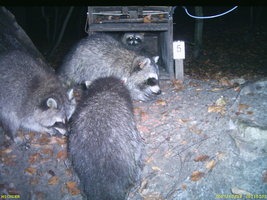 Fotofallenbild juveniler sendermarkierter Waschbären
