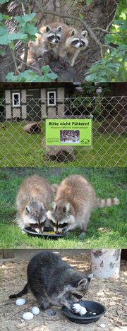 Futterversuche Tiergarten Neustrelitz