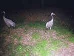 Kraniche Wildkamera Projekt Waschbaer