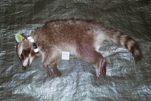 juveniler Waschbaer mit expandierendem Halsbandsender