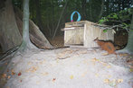 Eichhoernchen-Fotofallenbild "Projekt Waschbaer"