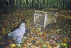 Bussard-Fotofallenbild "Projekt Waschbaer"