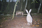 Hase-Fotofallenbild "Projekt Waschbaer"