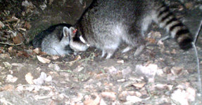 Fotofallenbild von Waschbaeren beim Verlassen eines Drainagerohres