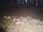 Schwazwild Wildkamera Projekt Waschbaer
