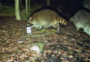 Sendermarkiertes Waschbaerweibchen im Winter