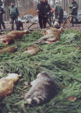 Waschbaer auf Jagdstrecke
