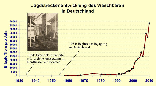 Jagdstreckenentwicklung Waschbaer Deutschland Stand 2012