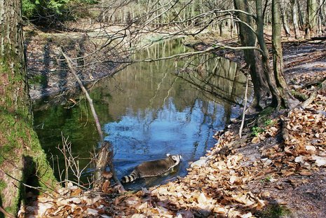 Waschbär im Bachlauf