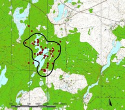 Streifgebiet einer sendermarkierten Waschbärfähe