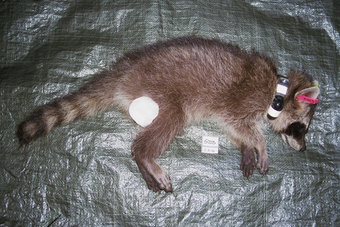 Narkotisiertes Jungtier mit expandierendem UKW-Halsbandsender
