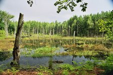 Charakteristisches Niedermoor im Untersuchungsgebiet des Müritz-Nationalparks