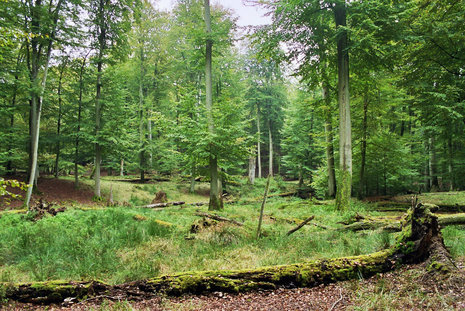 Serrahner Buchenwälder