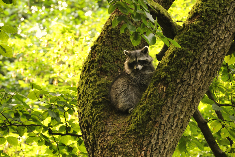  - Raccoon_in_the_Mueritz_National_Park_Germany3