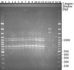 Gelbild von Waschbär-DNA
