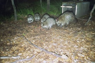 Fotofallenbild von sendermarkierter Waschbärfaehe mit ihrem Nachwuchs