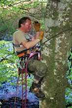 Erklettern eines Wurfbaumes zur Ermittlung der Wurfgroesse
