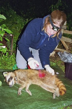 Farbmarkierung eines narkotisierten Waschbaeren