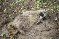 an Staupe verendeter Waschbär