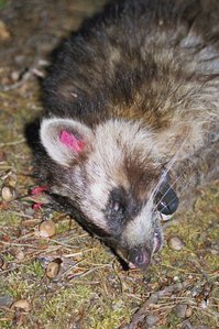 staupeinfizierter Waschbär im Müritz-Nationalpark