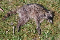 staupeinfizierter Waschbär im Müritz-Nationalpark