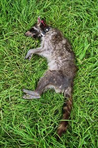 an Staupe verendete Waschbärfähe