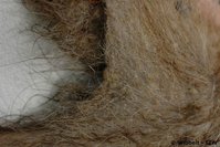 Waschbaer Dermatitis