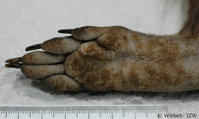 Waschbaer Hyperkeratose