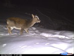 Damkalb Wildkamera Projekt Waschbaer