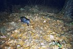 Mink-Fotofallenbild "Projekt Waschbaer"
