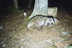 Marderhund-Fotofallenbild1 "Projekt Waschbär"