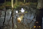 Ringeltaube-Fotofallenbild "Projekt Waschbaer"