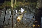 Ringeltaube-Fotofallenbild "Projekt Waschbaer"