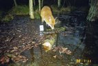 Fuchs1-Fotofallenbild "Projekt Waschbaer"