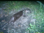 Fischotter-Fotofallenbild1 "Projekt Waschbaer"