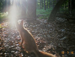 Fuchs Wildkamera Projekt Waschbaer