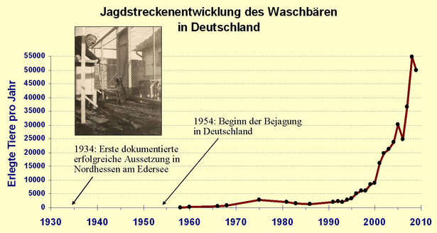 Jagdstreckenentwicklung des Waschbären in Deutschland
