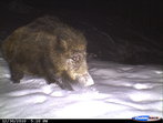Keiler Wildkamera Projekt Waschbaer