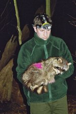 F. Michler mit einem narkotisierten Waschbaerweibchen